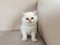 İZMİRİN PRENSİ YENİ YUVASINA GİTMEYE HAZIR 