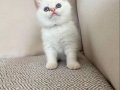 İZMİRİN PRENSİ YENİ YUVASINA GİTMEYE HAZIR 