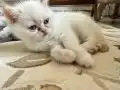 İZMİRİN PRENSİ YENİ YUVASINA GİTMEYE HAZIR 