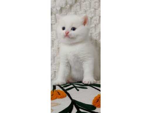 Şecereli Babadan Safkan Beyaz British Shorthair Yavruları