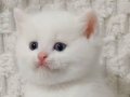 Şecereli Babadan Safkan Beyaz British Shorthair Yavruları