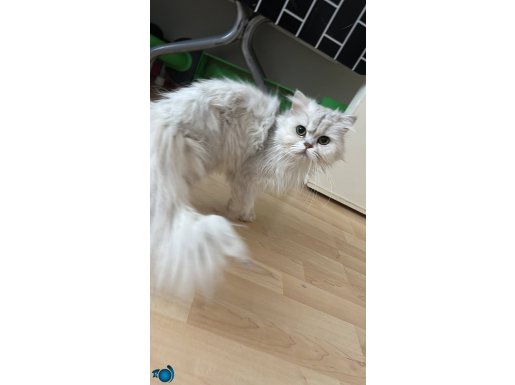 Chilcilla Dişi kısır değil