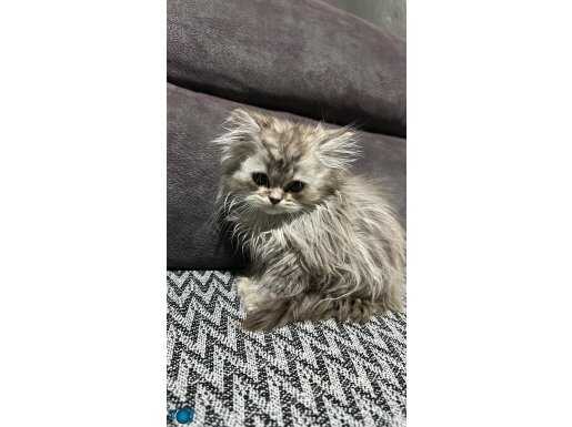 01.08.2025 doğumlu saf chilcilla uzun tüy yavrular 