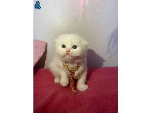 Safkan Beyaz Scottish Fold 