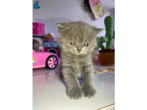 Gri British Shorthair 
