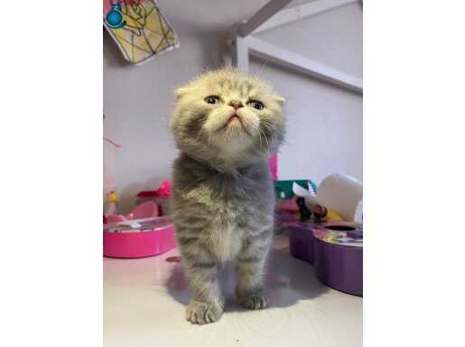 Gri Beyaz Scottish Fold 