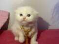 Safkan Beyaz Scottish Fold 