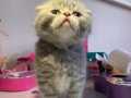 Gri Beyaz Scottish Fold 