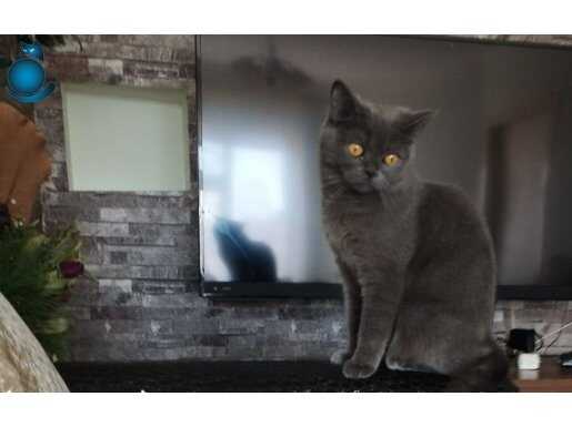 2.5 Yaşında Orjinal British shorthair Dişi 