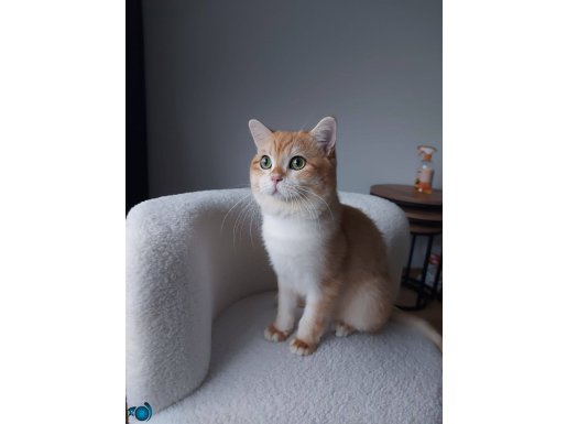 1 Yaşında Erkek British Shorthair Golden 