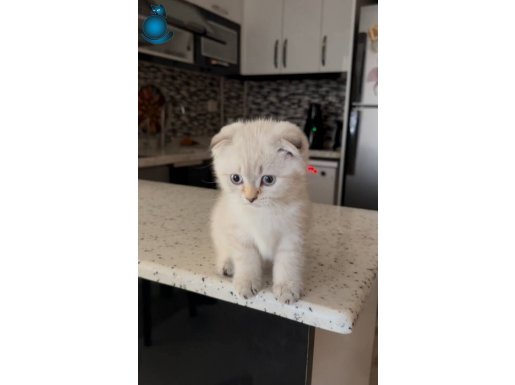 Sahiplendirmeye hazır scottish fold