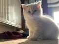 2 Aylık British Short hair ve long hairler 