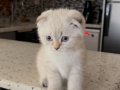 Sahiplendirmeye hazır scottish fold