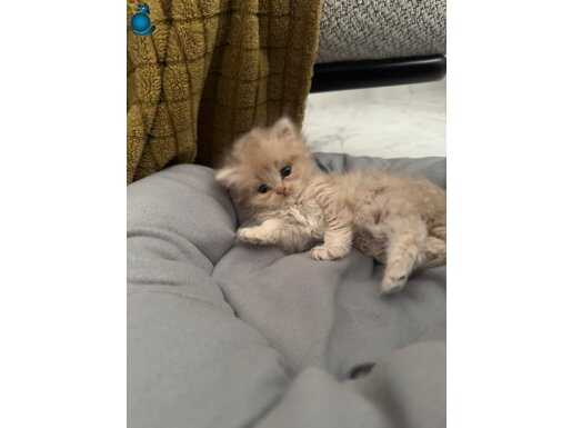 45 Günlük British Long Kahverengi Özel Renk Mavi Göz