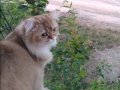 Erkek British Longhair Sahiplendirme 