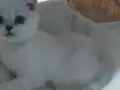 Muhteşem güzellikte mavis yavrumuz