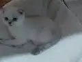Muhteşem güzellikte mavis yavrumuz