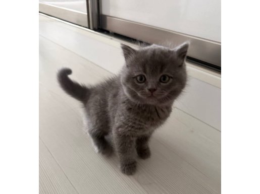 Dişi britishshorthair