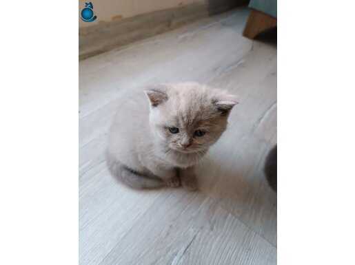 OYUNCU BEBEK ZİLLİ