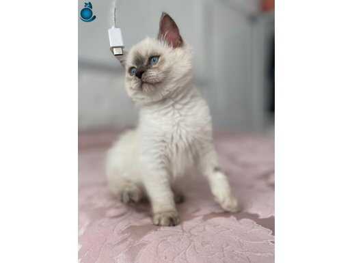 Pamuklarima yuva ariyorum