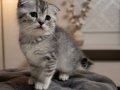 SCOTTİSH A KALİTE BEBEKLER