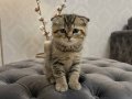SCOTTİSH A KALİTE BEBEKLER