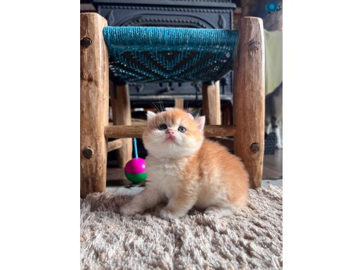 Saf Kan Şecereli Golden British Shorthair Yavrular