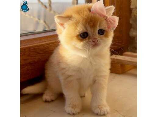 Saf Kan Şecereli Golden British Shorthair Yavrular