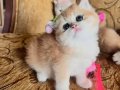 Saf Kan Golden British Shorthair Yavru (WCF kayıtlı )