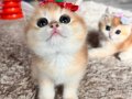 Saf Kan Golden British Shorthair Yavru (WCF kayıtlı )