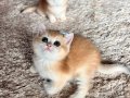 Saf Kan Golden British Shorthair Yavru (WCF kayıtlı )