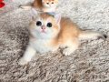 Saf Kan Golden British Shorthair Yavru (WCF kayıtlı )