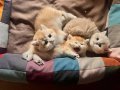 Saf Kan Golden British Shorthair Yavru (WCF kayıtlı )