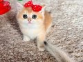 Saf Kan Golden British Shorthair Yavru (WCF kayıtlı )
