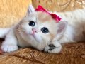 Saf Kan Golden British Shorthair Yavru (WCF kayıtlı )