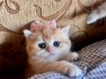 Saf Kan Golden British Shorthair Yavru (WCF kayıtlı )