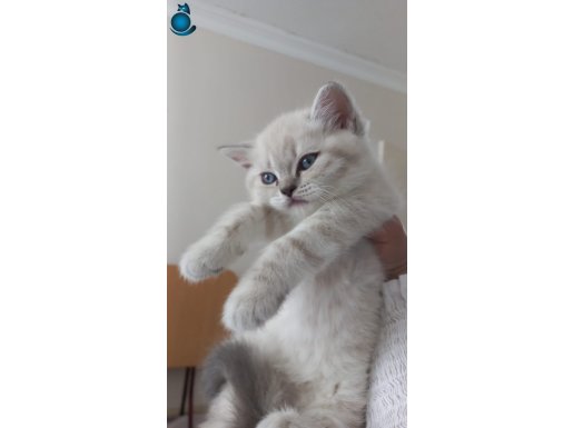 Beyaz scottish fold yeni yuvasını bekleyen prens