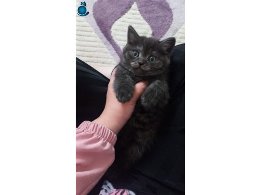 Scottish fold yavrumuza yeni yuva arıyoruz 