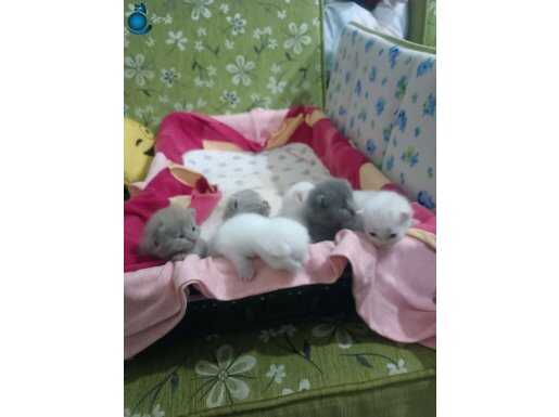 Sevimli mi sevimli yavrular