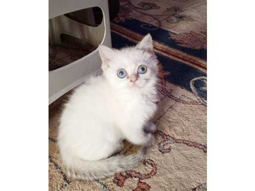 Yakışıklı oyuncu sevimli Safkan A kalite 