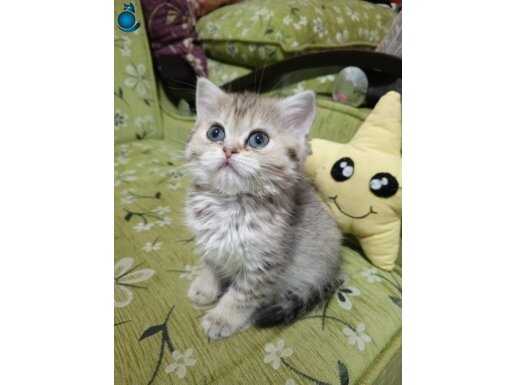 İzmir Konak Safkan British Shorthair ny11 Dişi - Sosyal ve Eğitimli