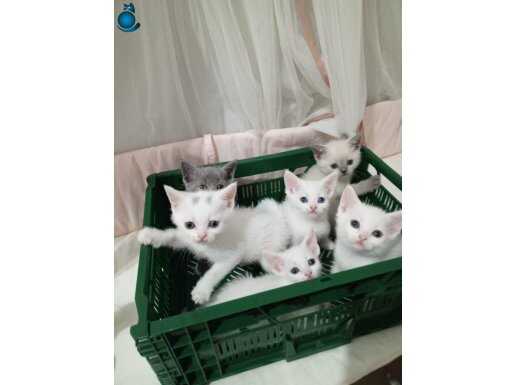 Safkan sevimli british shorthair yavrular