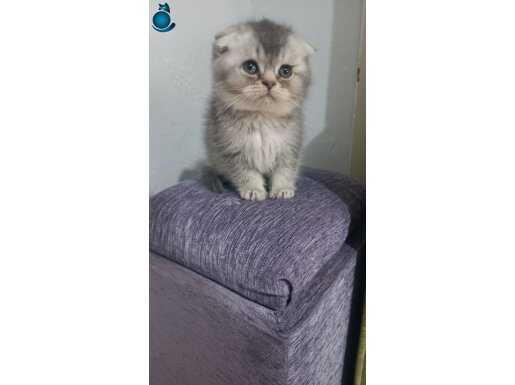 Safkan british shorthair ny11 sevimli ve oyuncu 