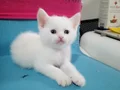 Sevimli ve oyuncu minnoşlar