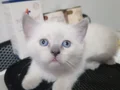 Sevimli ve oyuncu minnoşlar