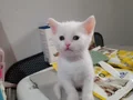 Sevimli ve oyuncu minnoşlar