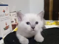 Sevimli ve oyuncu minnoşlar