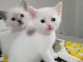 Sevimli mi sevimli minnaklar