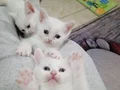 Sevimli mi sevimli minnaklar