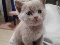 Latte oyuncu erkek masum